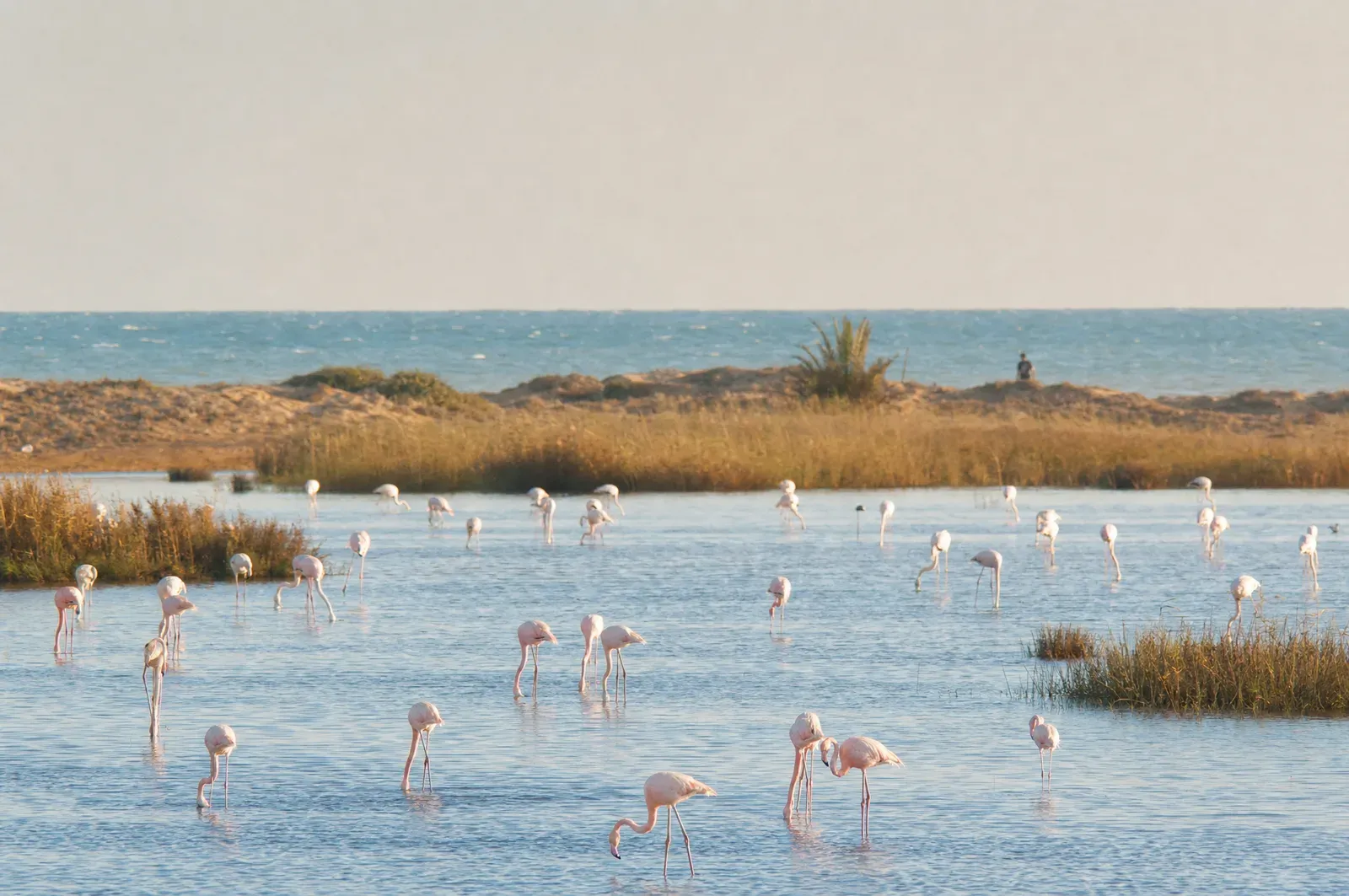 Flamants roses dans le parc naturel de la Moulouya