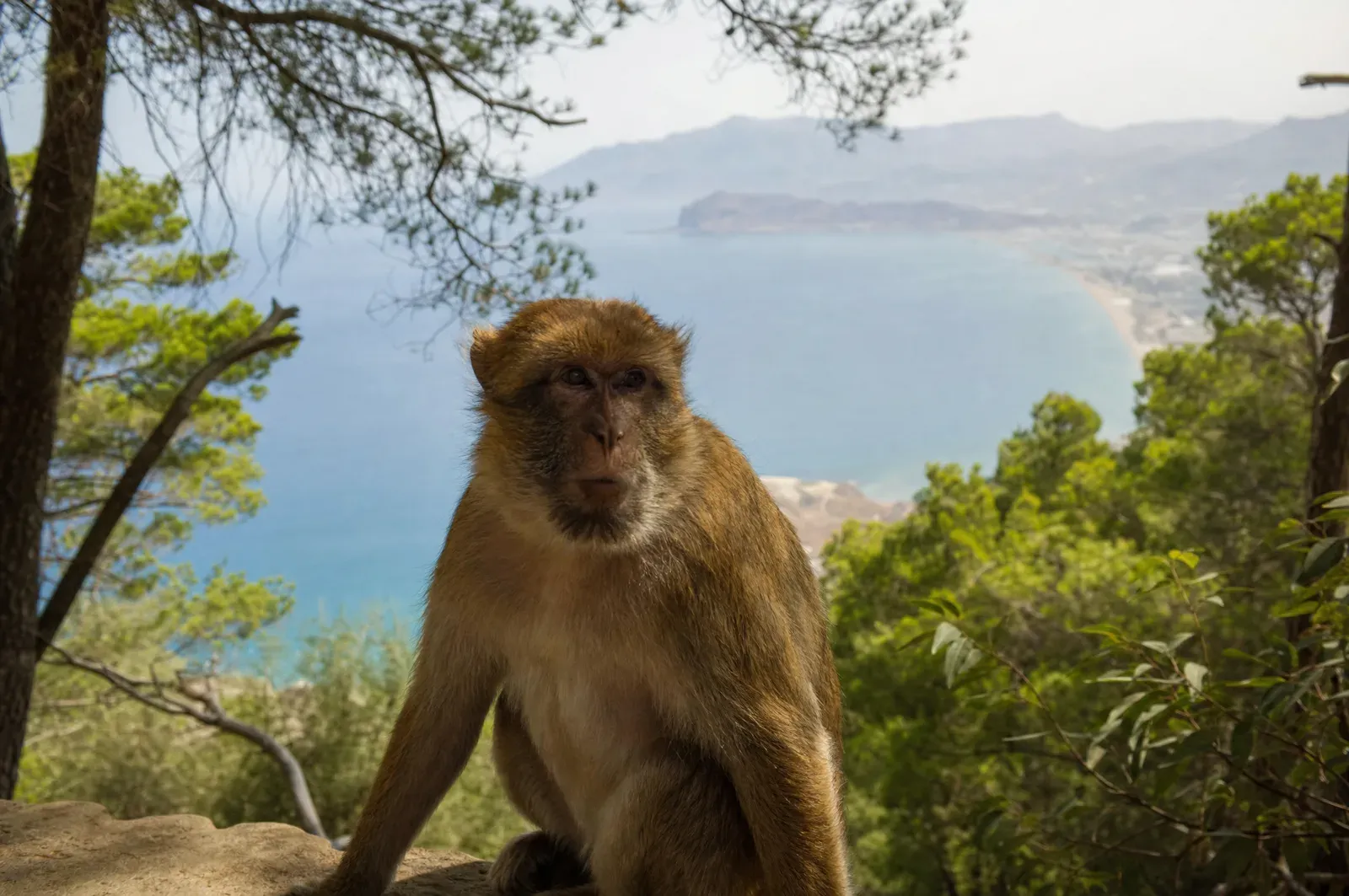 Forêt du Mont Gourougou surplombant la Méditerranée